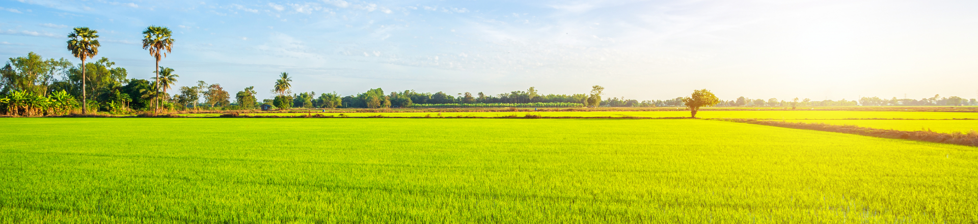 Elegant Wheel Home of natural and finest agro products Banner